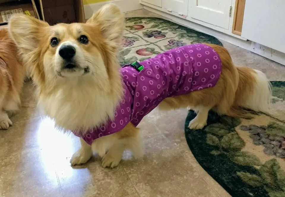 The Ultimate Corgi Coat